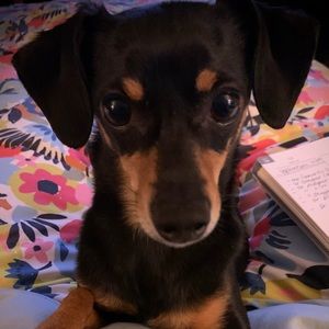 Meet your Posher, Shelley